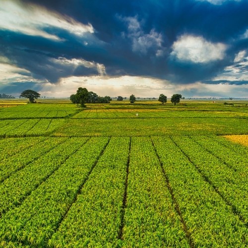 Acquisition and disposal of agricultural and rural property.